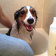 Illustration for article titled I just cowashed my dog